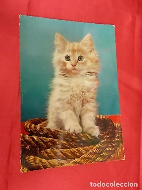 Postcards: BONITA POSTAL. GATITO MIRANDO CON ATENSION. 306. CECAMI.