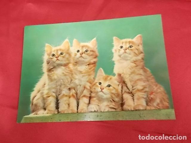 Postcards: BONITA POSTAL. CUATRO GATITOS . 1861/6