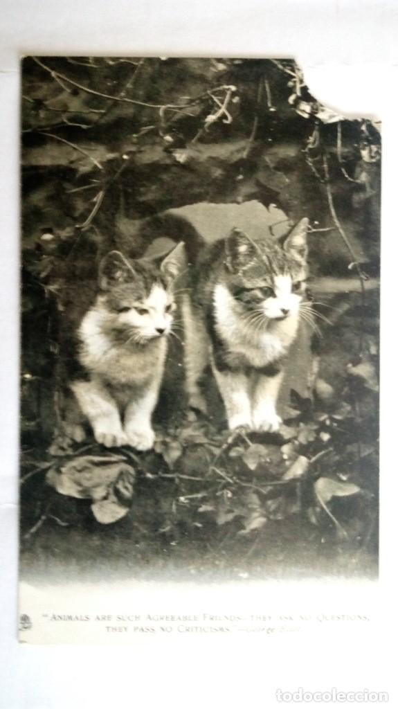 Postcards: ANTIGUA POSTAL DOS GATOS