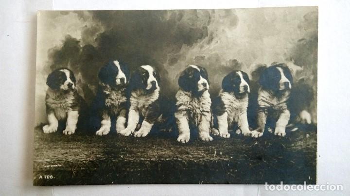 Postcards: ANTIGUA POSTAL CAMADA DE 6 PERRITOS