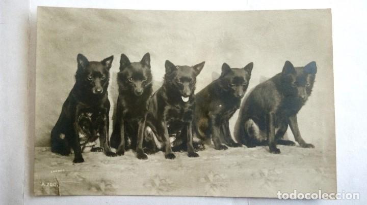 Postcards: ANTIGUA POSTAL CAMADA DE 5 PERRITOS NEGROS