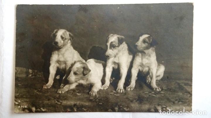 Postcards: ANTIGUA POSTAL CAMADA DE 4 PERRITOS