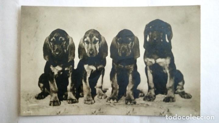 Postcards: ANTIGUA POSTAL CAMADA DE 4 PERRITOS