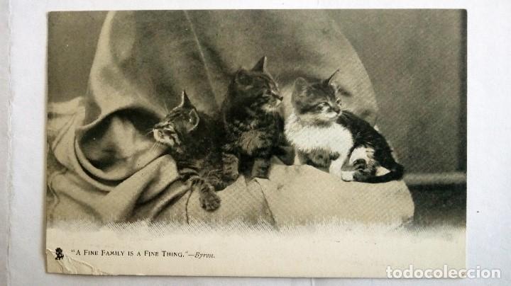 Postcards: ANTIGUA POSTAL FAMILIA GATITOS