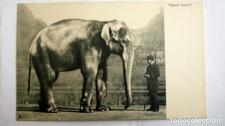 Postcards: ANTIGUA POSTAL ESTUDIO DE ANIMALES - ELEFANTE ASIATICO