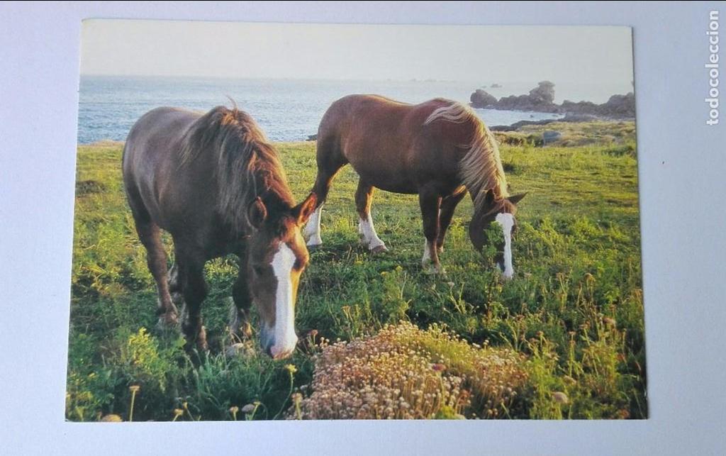 Postcards: POSTAL SIN USO ,LES FRERES DE LA COTE,CABALLOS EN LIBERTAD