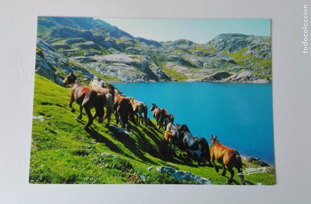 Postcards: POSTAL SIN USO CABALLOS EN LIBERTAD.