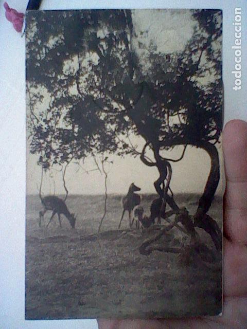 Postcards: antigua postal fotografica ciervos en el campo