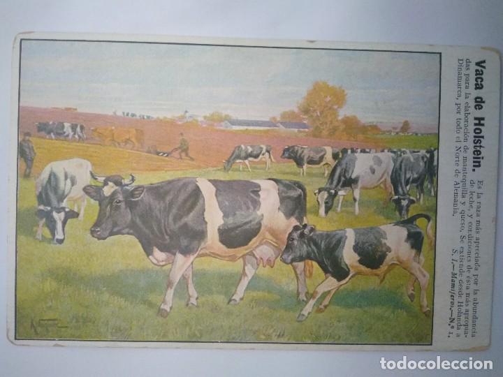 Cartes Postales: POSTKARTE.  VACA DE HOLSTEIN.  SIN CIRCULAR.
