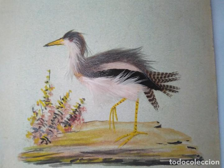 Cartes Postales: ORIGINAL POSTAL. SIN DIVIDIR. Sin circular. AVE CON PLUMAS AUT&Eacute;NTICAS.