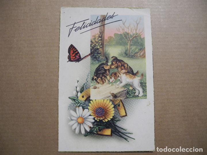 Postcards: Tarjeta postal de animales. 1950