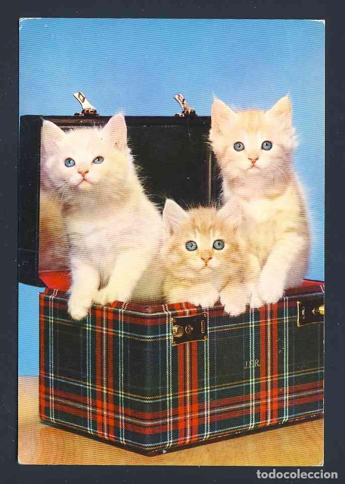 Postales: Postal de ANIMALES. Gatos, gato (CYZ 6113)