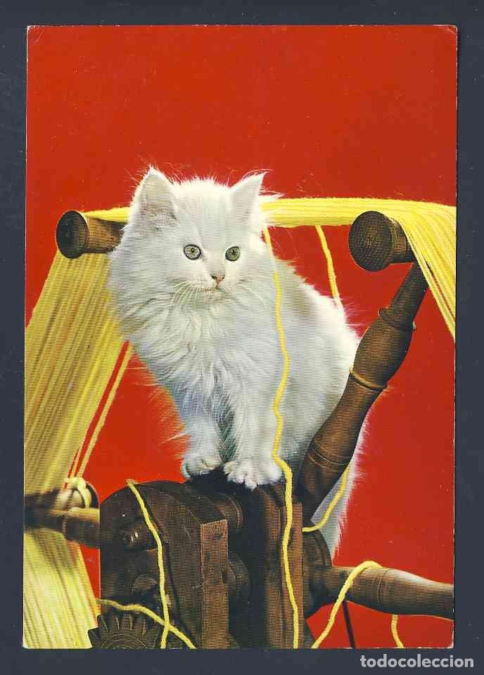 Postais: Postal de ANIMALES. Gatos, gato (Ed.CYZ 6567)
