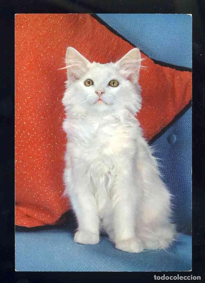Postales: Postal de ANIMALES. Gatos, gato (Ed.CYZ 6318)