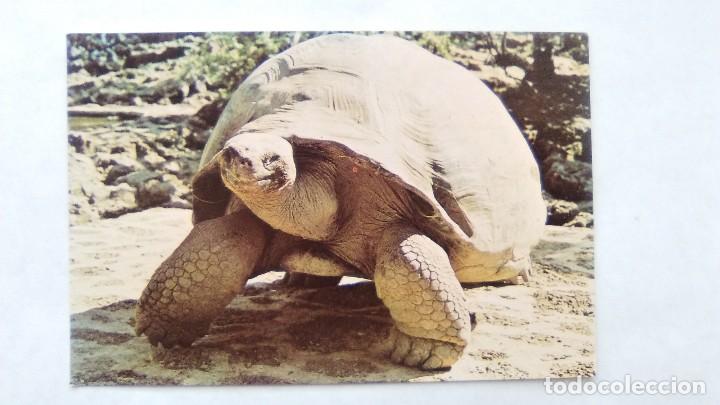 Postales: POSTAL TORTUGA GALAPAGOS GIGANTE, ECUADOR - SUD AMERICA, POST CARD