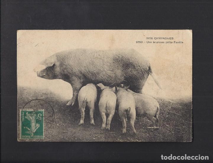 Postcards: Antigua postal de un cerda con sus cerditos.