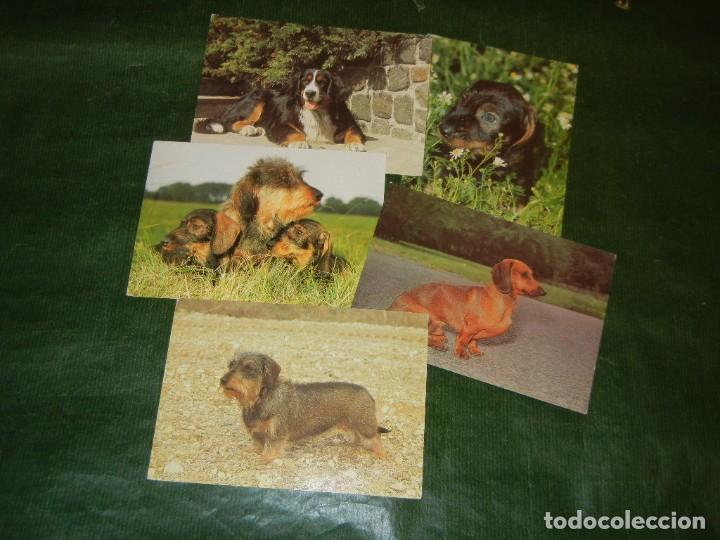 Postais: Lote de 5 postales de perros .- Alemania Planet Verlag  - no escritas no circuladas