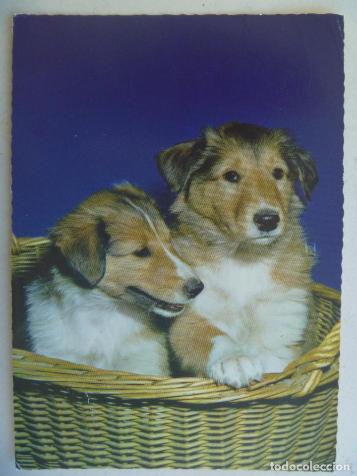 Postais: POSTAL CON FOTO DE PERRO , CACHORRILLOS. ALEMANIA  A&Ntilde;OS 60 . ESCRITA EN 1973
