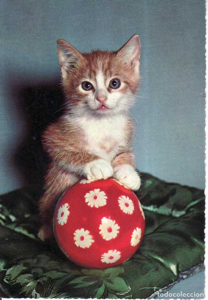 Postais: POSTAL CON IMAGEN DE GATITO CON PELOTA - GATO