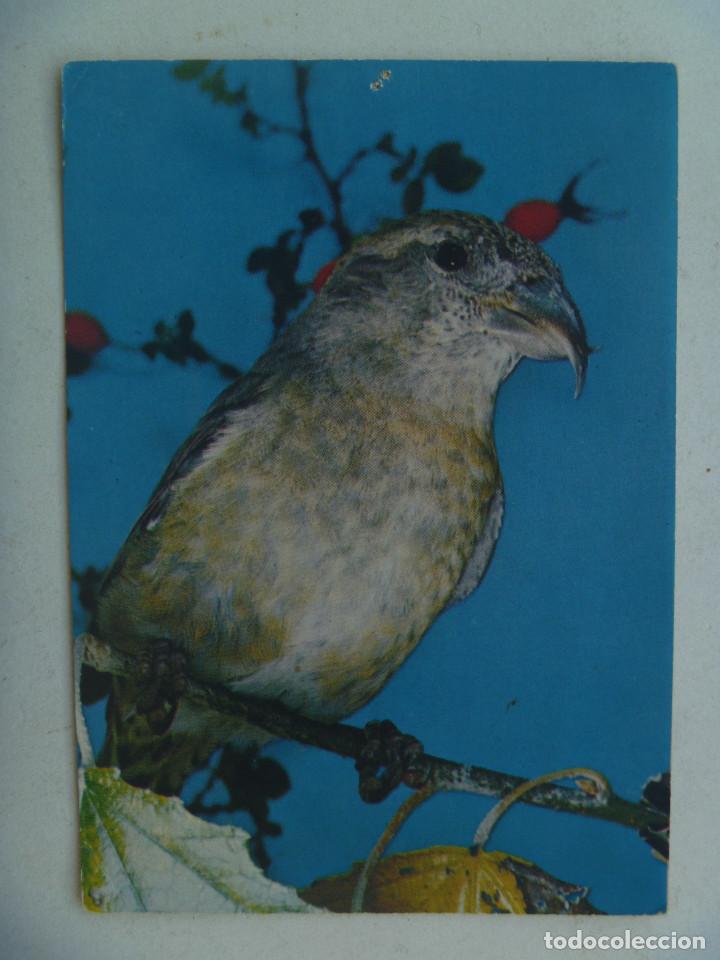 Postais: POSTAL DE UN PAJARO . PRINTED IN HOLLAND, A&Ntilde;OS 60