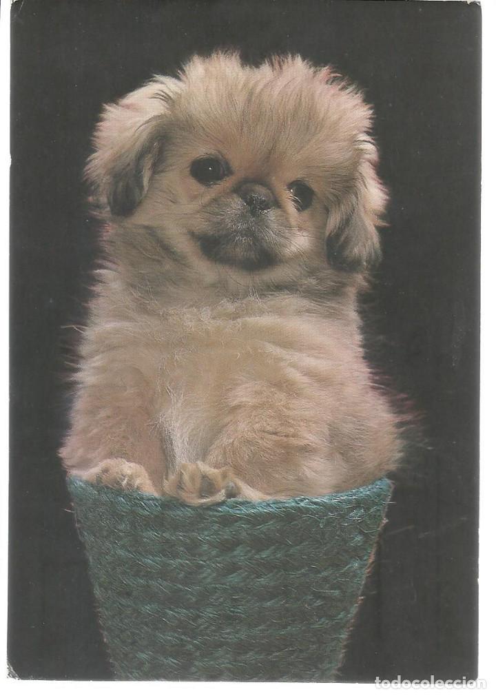 Postales: POSTAL PERRITO CACHORRO - A&Ntilde;O 1974 - Foto 1