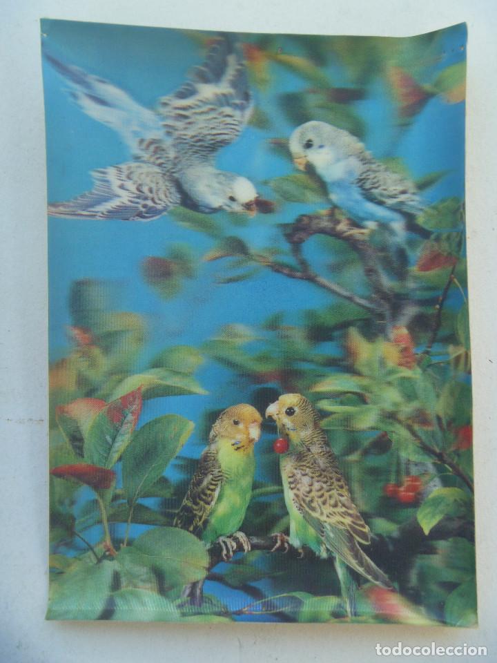 Postais: POSTAL DE PAJAROS, PERIQUITOS  . TIPO 3-D . A&Ntilde;OS 70