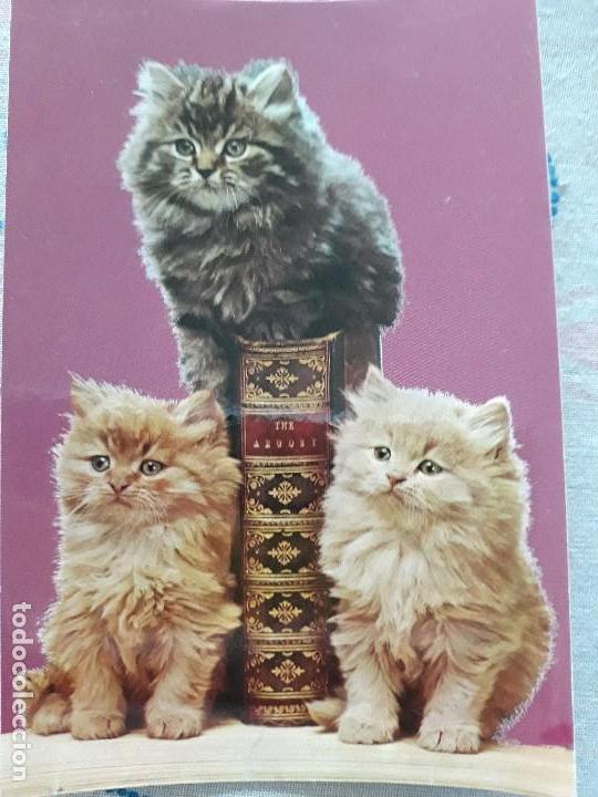 Postcards: Postal a&ntilde;os 70 Gatos 6006-a de Editorial CyZ*