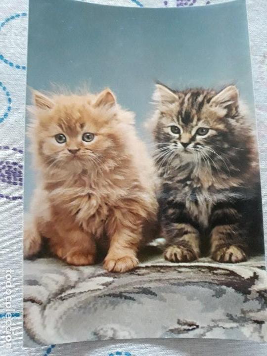 Postcards: Postal a&ntilde;os 70 Gatos 6006-b de Editorial CyZ*