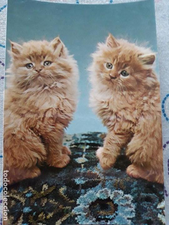 Postcards: Postal a&ntilde;os 70 Gatos 6006-c de Editorial CyZ*