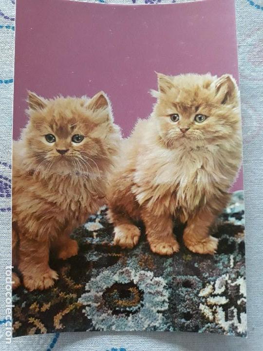 Postcards: Postal a&ntilde;os 70 Gatos 6006-d de Editorial CyZ*
