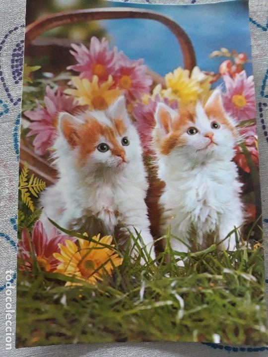 Postcards: Postal a&ntilde;os 70 Gatos 2158-d de Editorial Vikingo*