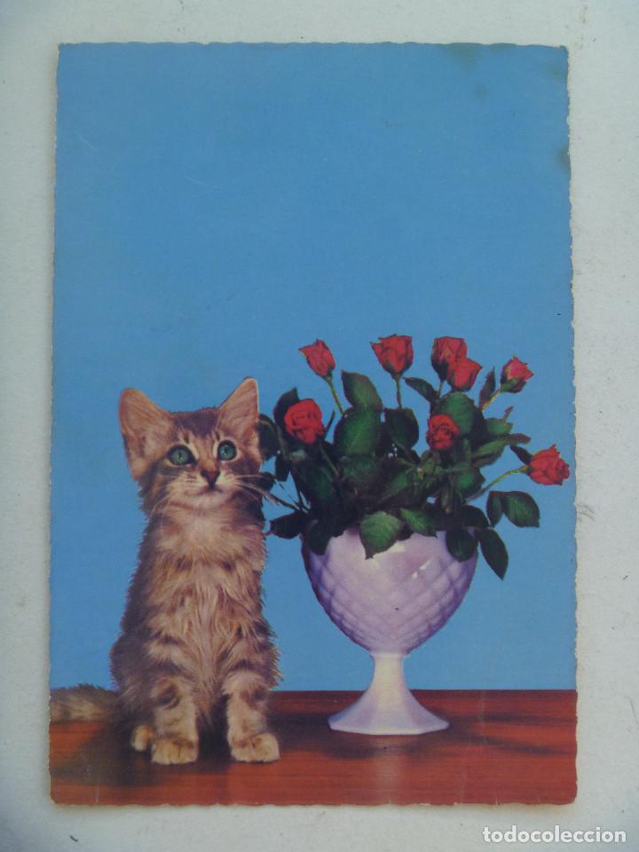 Postais: BONITA POSTAL CON GATO Y JARRON CON FLORES , A&Ntilde;OS 60