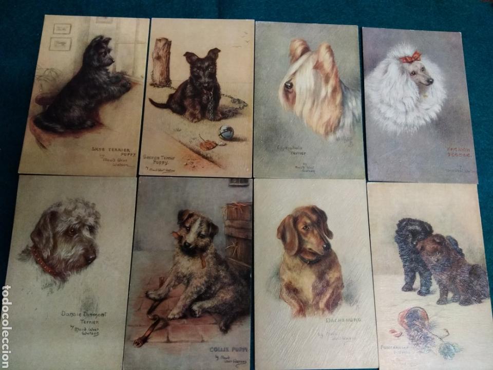 Cartes Postales: 8 POSTALES RAPHAEL TUKC & SONS OILETTE .- SERIE SKETCHES OF DOGGIES .- MAUD WEST WATSON