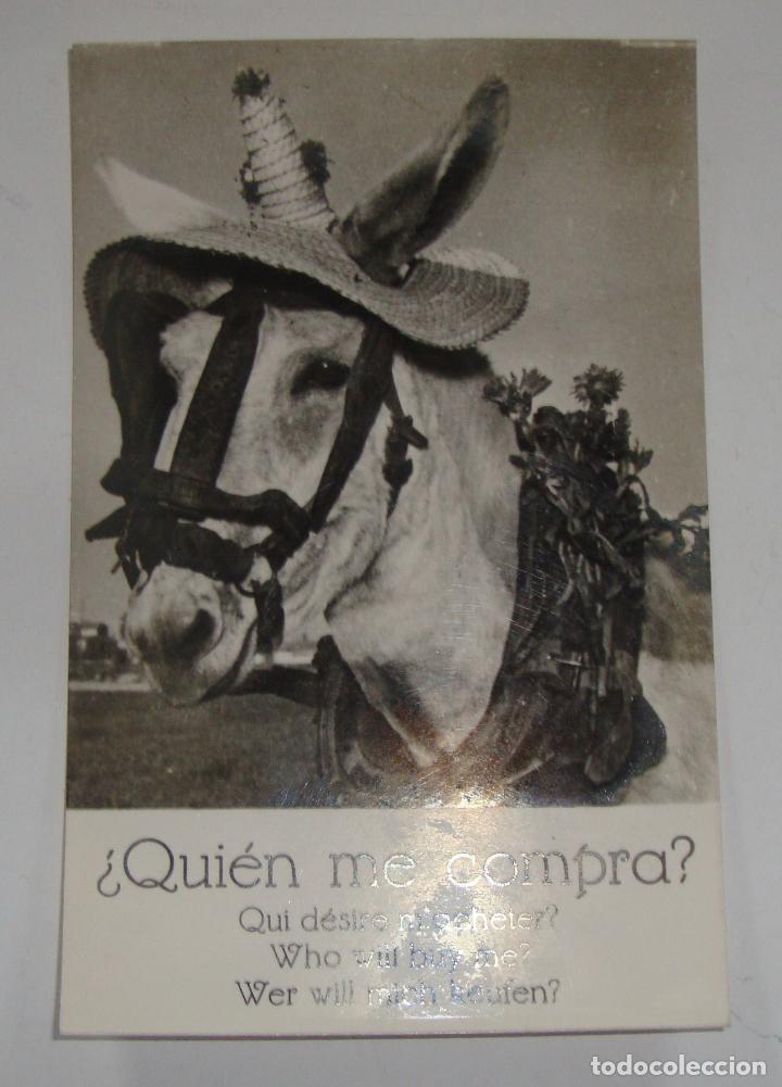 Postales: (ALB-TC-14) CURIOSA POSTAL SIN CIRCULAR NUEVA TEMA BURRO BURROS QUIEN ME COMPRA