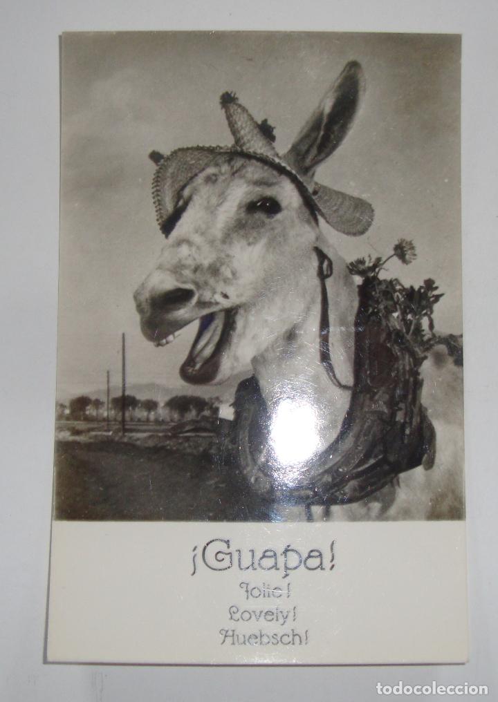 Postales: (ALB-TC-14) CURIOSA POSTAL SIN CIRCULAR NUEVA TEMA BURRO BURROS GUAPA