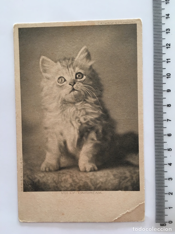 Postales: POSTAL. ANIMALES. DOLLY DAYDREAM. H. 1930?