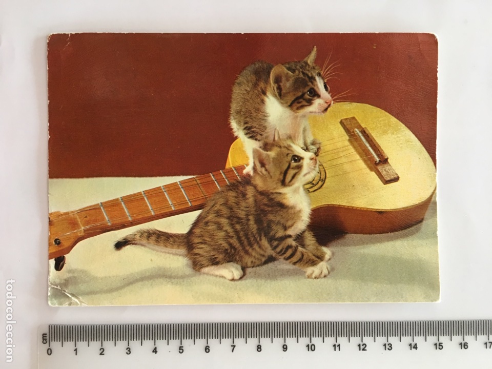 Postales: POSTAL. ANIMALES. GATOS. H. 1970?