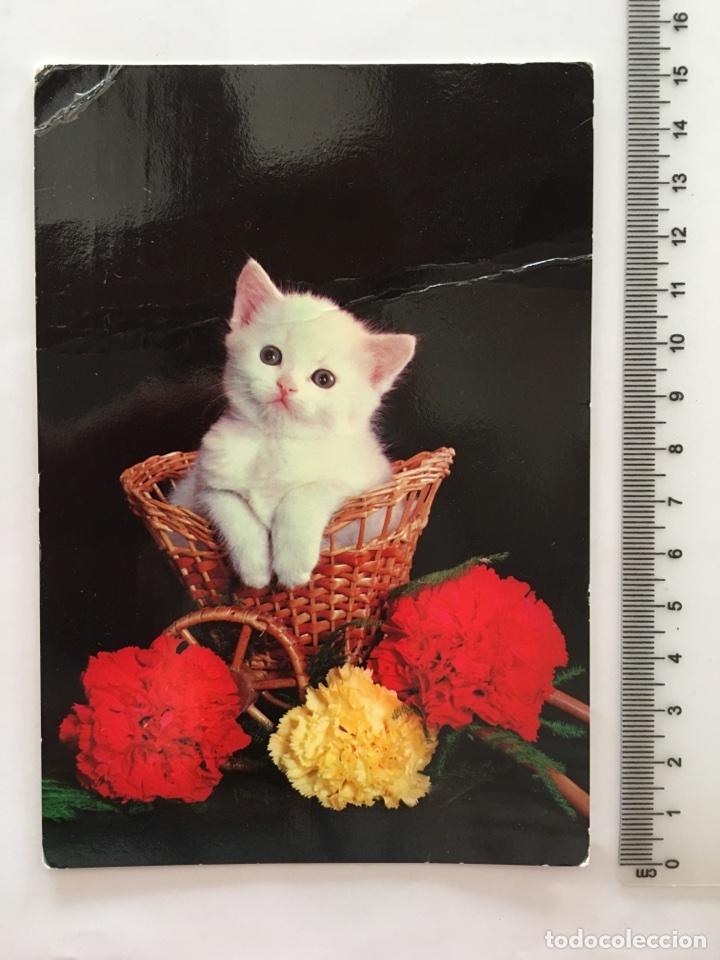 Postales: POSTAL. ANIMALES. GATOS. TECNICROM. H. 1970?