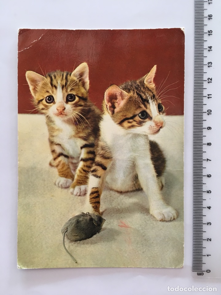 Postales: POSTAL. ANIMALES. GATOS. CERBER EDITORIAL. H. 1970?