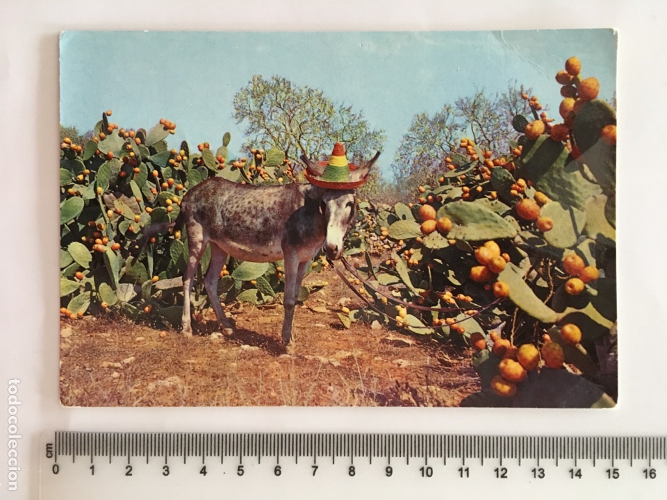 Postales: POSTAL. ANIMALES. CAMPO DE CHUMBERAS. FOT. CAMPA&Ntilde;A-PUIG-FERRAN. H. 1970?