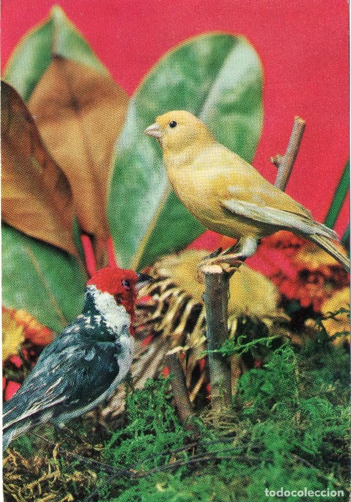 Postcards: POSTAL AVES - PAJAROS / PAJARO - CANARIO - DOS PAJARITOS - 8030/E - RAKER - ESCRITA CON FECHA 1966