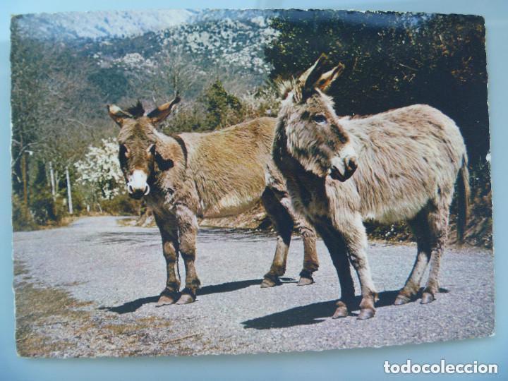 Postcards: POSTAL DE CORSEGA ( FRANCIA ) : BURROS AUTOCTONOS . A&Ntilde;OS 60