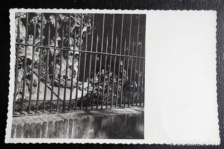 Postales: Zoo con cocodrilos ????. Nueva. Postal en B/N