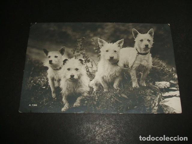 Postales: PERROS POSTAL FOTOGRAFICA - Foto 1