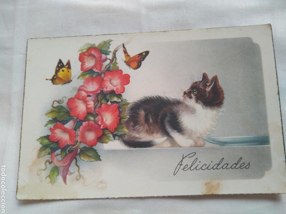 Postales: TARJETA POSTAL ANIMALES GATO FELICIDADES CYZ 517