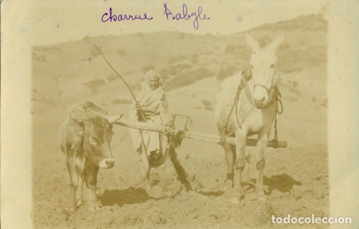Postales: ARGELIA. ARANDO EN EL CAMPO CON UN BUEY Y UN MULO. CIRCULADA EN FRANCIA EN 1905. MUY CURIOSA.