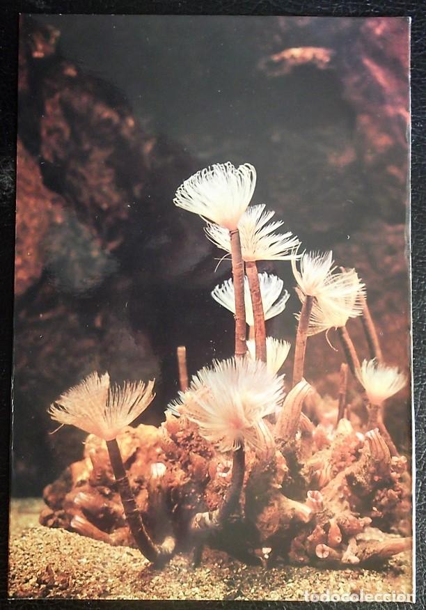 Postales: Acuario de Barcelona: 4 Palmerita (Spirographys spallanzanil). Nueva. Postal de Color.