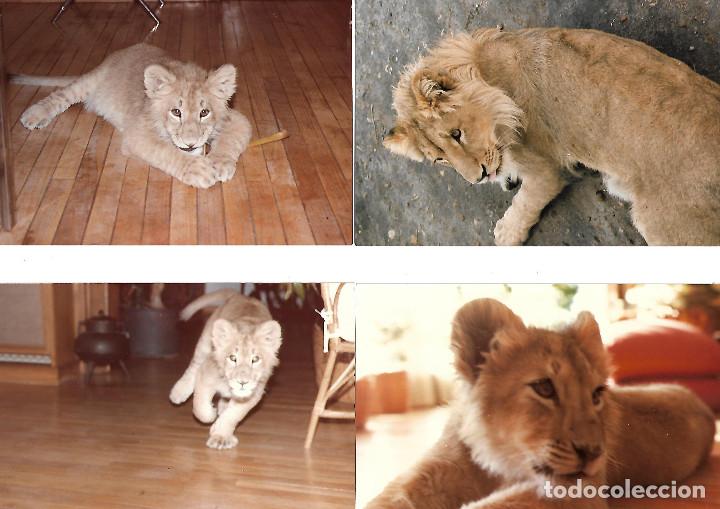 Postales: COLECCION DE FOTOS TAMA&Ntilde;O POSTAL DE LEONES