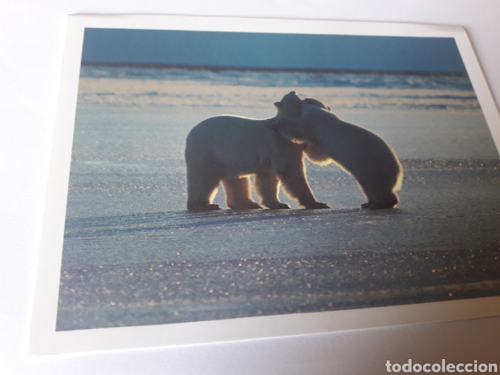 Postales: Reino artico osos polares
