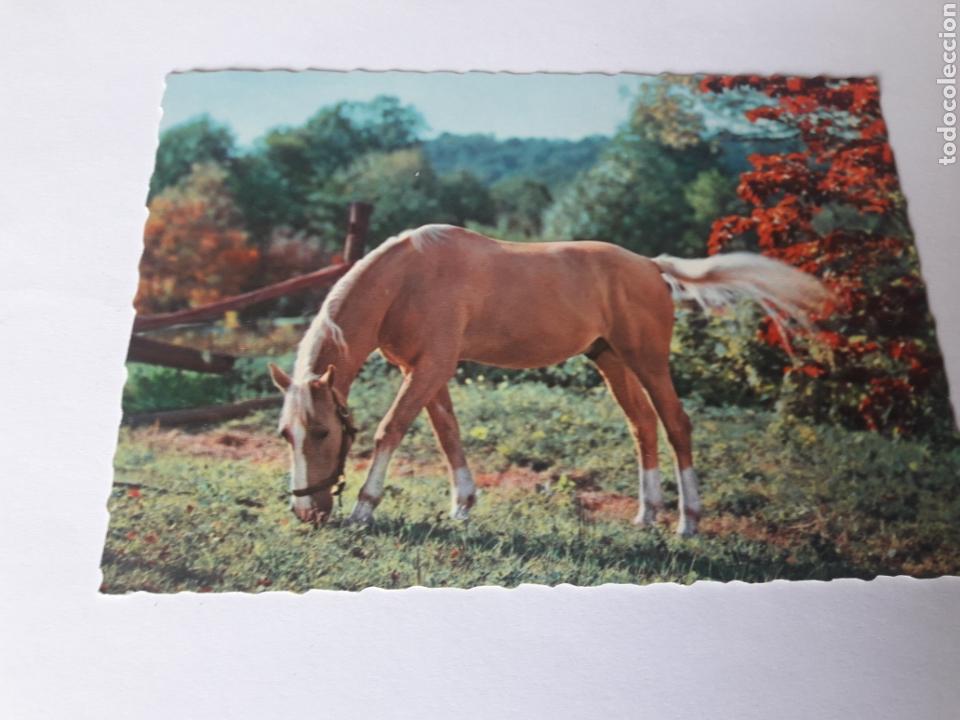 Postales: Caballo italia
